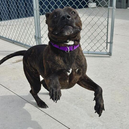 Ace, a Adoptable Pit Bull Terrier in Matteson, IL image 3/6