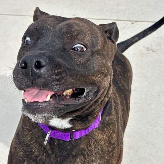 Ace, a Adoptable Pit Bull Terrier in Matteson, IL image 4/6