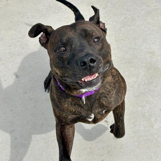 Ace, a Adoptable Pit Bull Terrier in Matteson, IL image 5/6