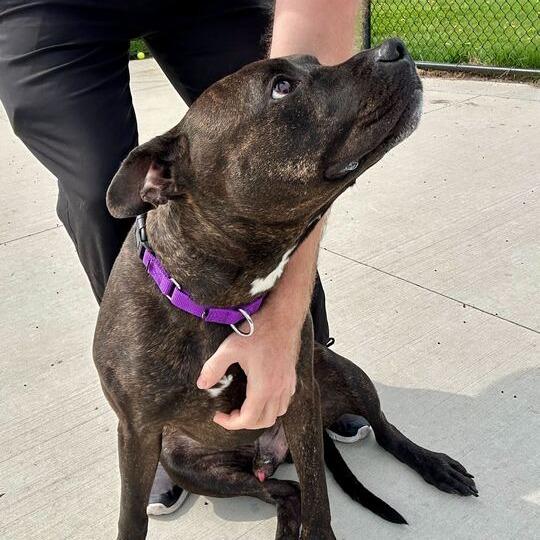 Ace, a Adoptable Pit Bull Terrier in Matteson, IL image 6/6