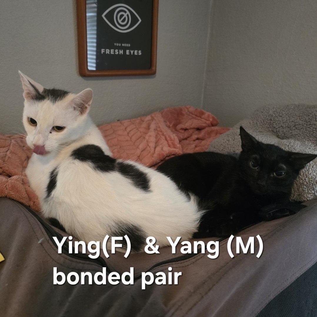 Enlarge Ying & Yang (Bonded), a Adoptable mixed breed in Santa Ana, CA image 1/6