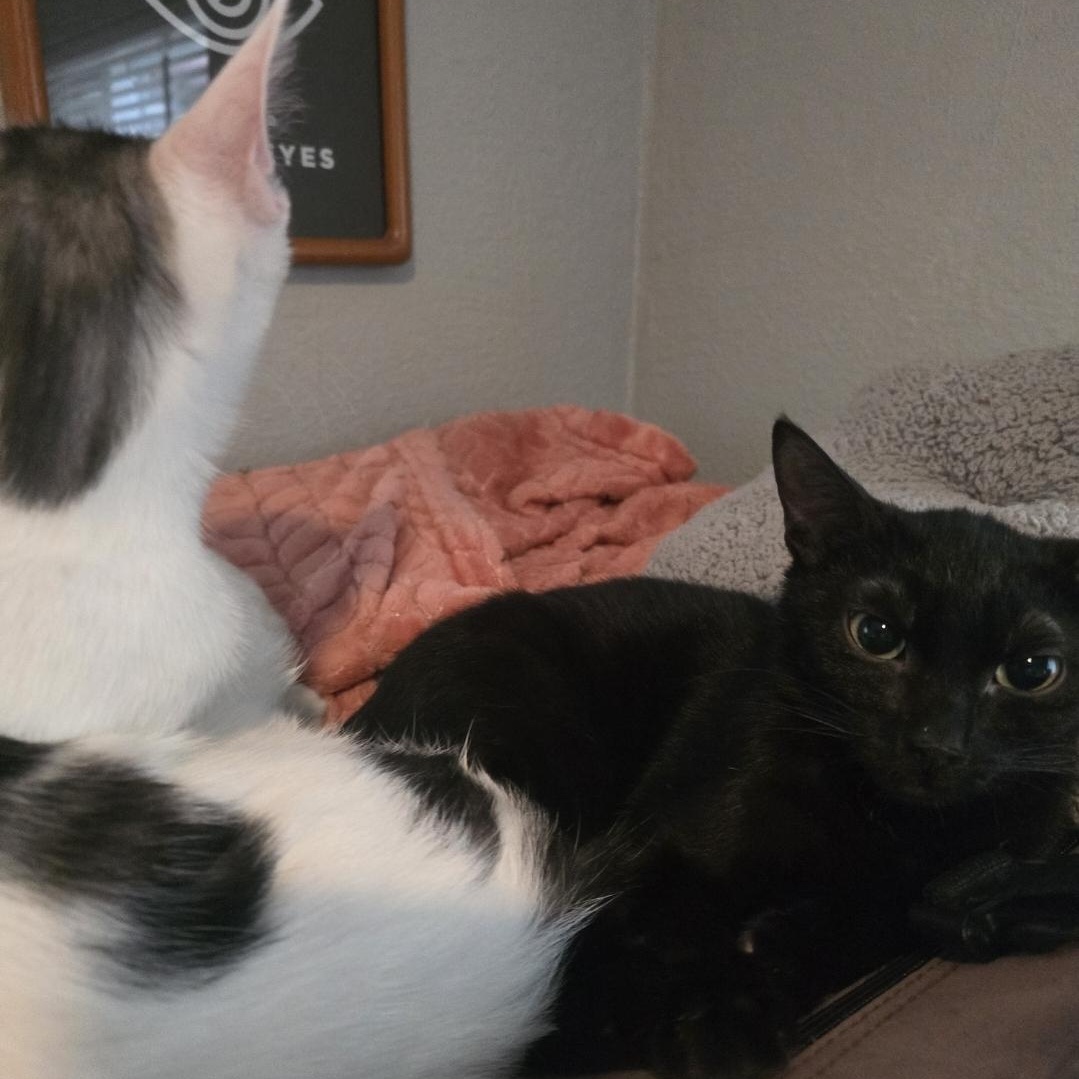 Enlarge Ying & Yang (Bonded), a Adoptable mixed breed in Santa Ana, CA image 2/6