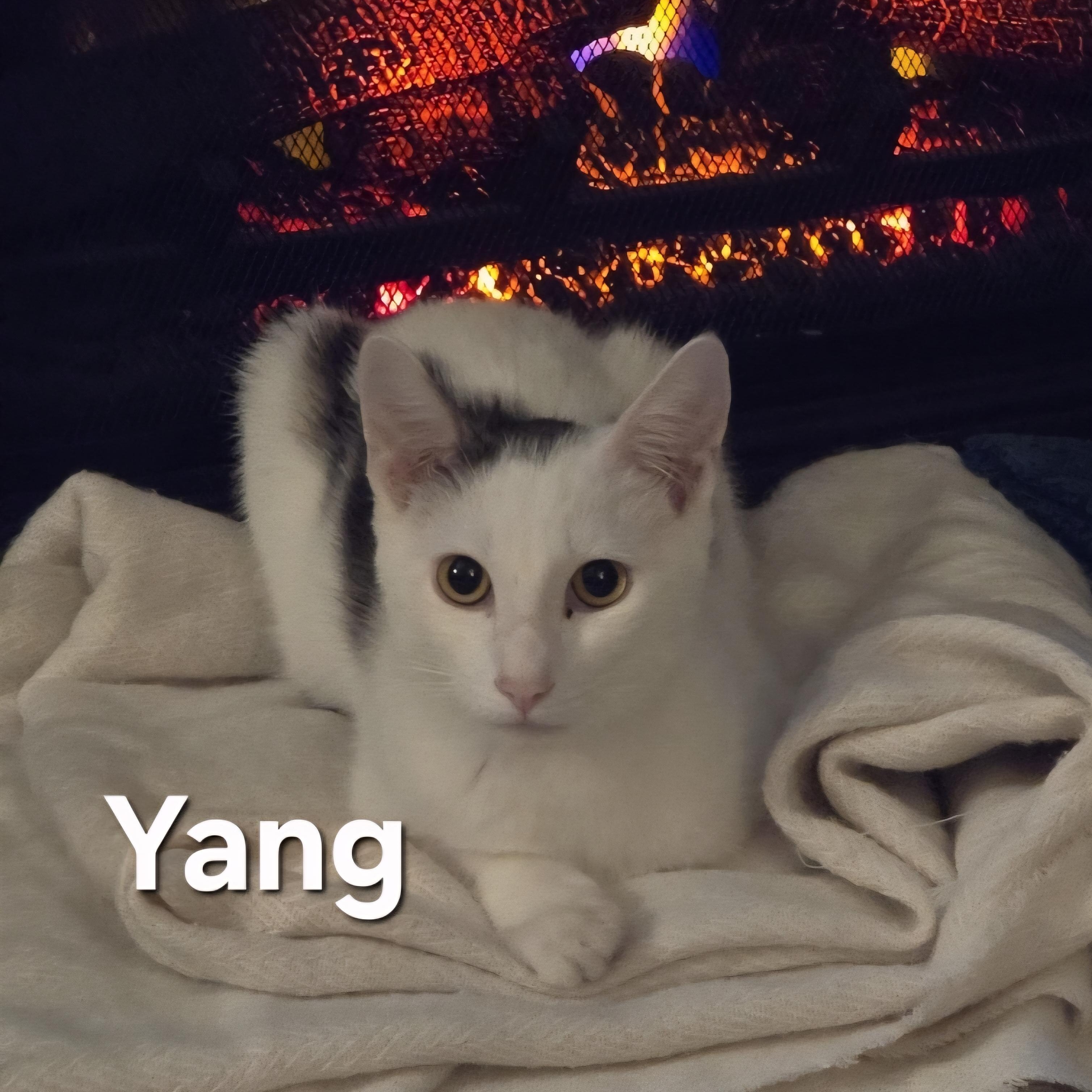 Enlarge Ying & Yang (Bonded), a Adoptable mixed breed in Santa Ana, CA image 3/6