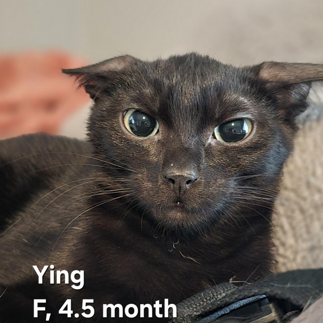 Enlarge Ying & Yang (Bonded), a Adoptable mixed breed in Santa Ana, CA image 5/6
