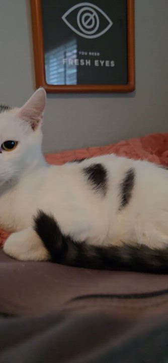 Enlarge Ying & Yang (Bonded), a Adoptable mixed breed in Santa Ana, CA video 6/6