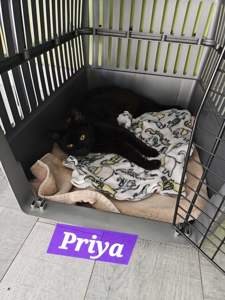 Enlarge Priya, a Adoptable mixed breed in Tampa, FL image 1/1