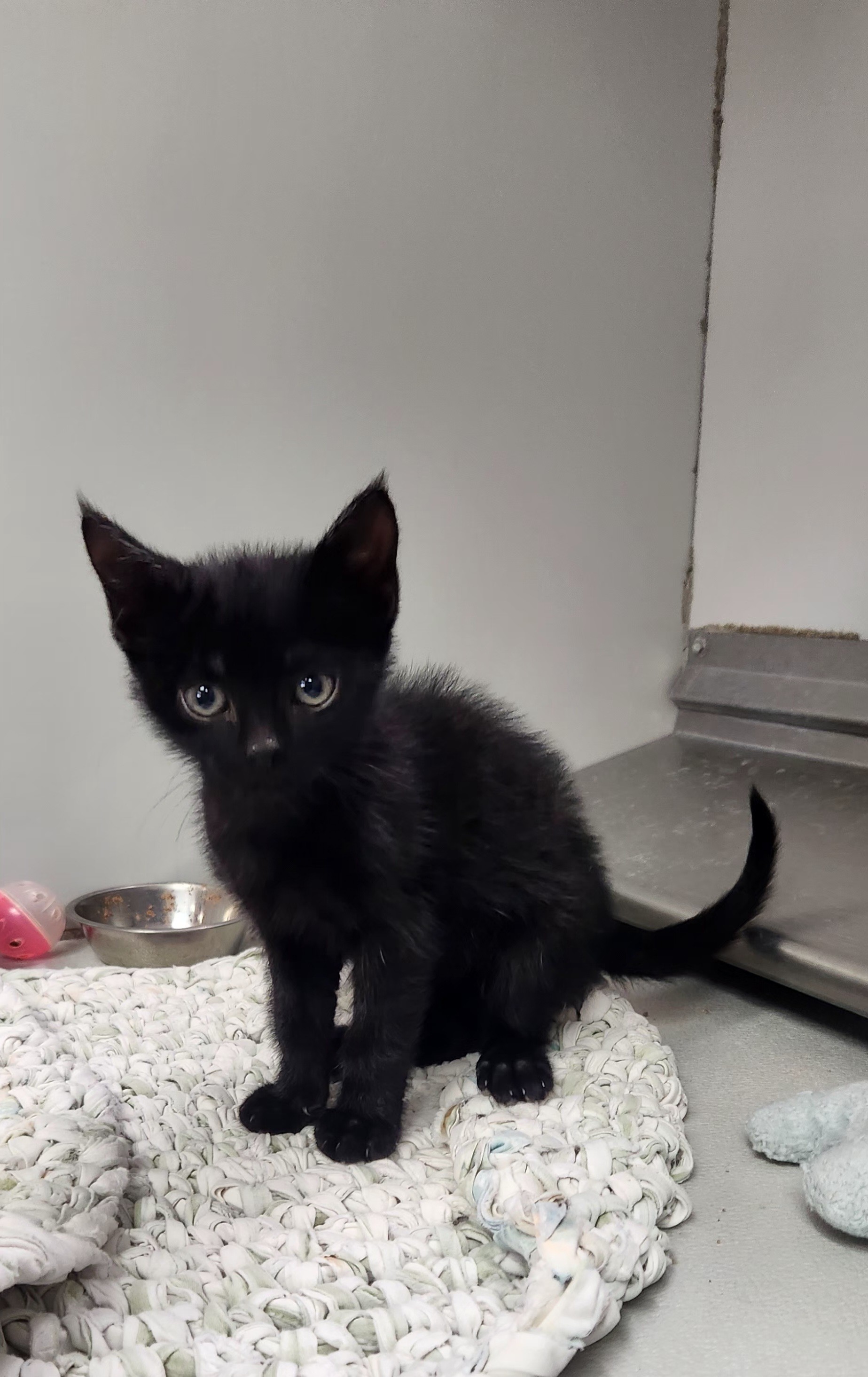 Cat for adoption 57203425, a Domestic Short Hair in Elko, NV Petfinder