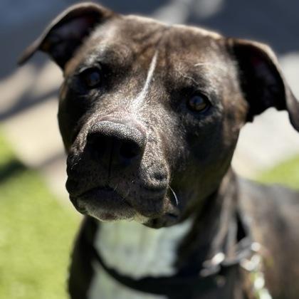 Princess Paris, Adoptable, Adult Female Mixed Breed & Mixed Breed.