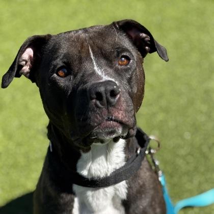 Enlarge Princess Paris, a Adoptable mixed breed in Merriam, KS image 2/3