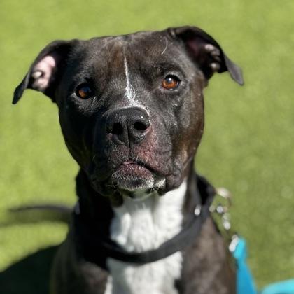 Enlarge Princess Paris, a Adoptable mixed breed in Merriam, KS image 3/3