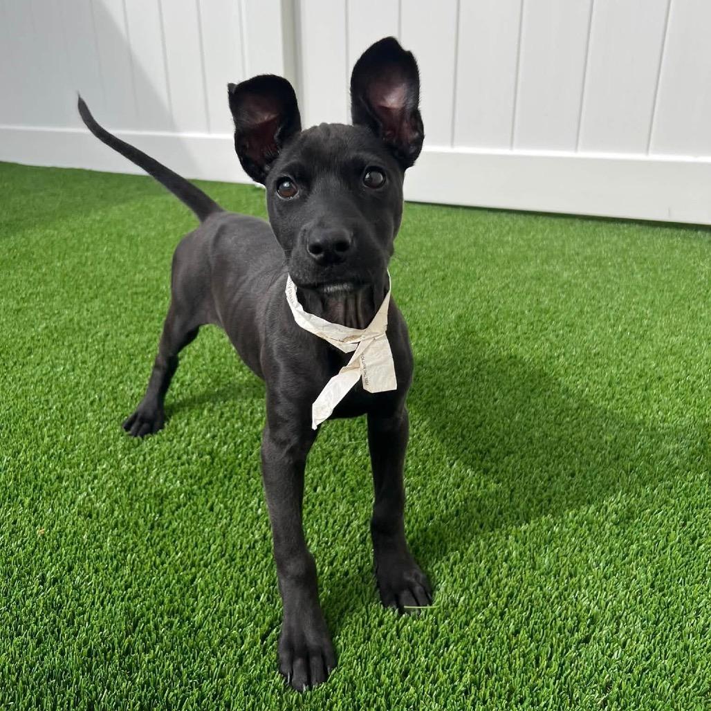Lilypad, Adoptable, Puppy Female Terrier & Mixed Breed.