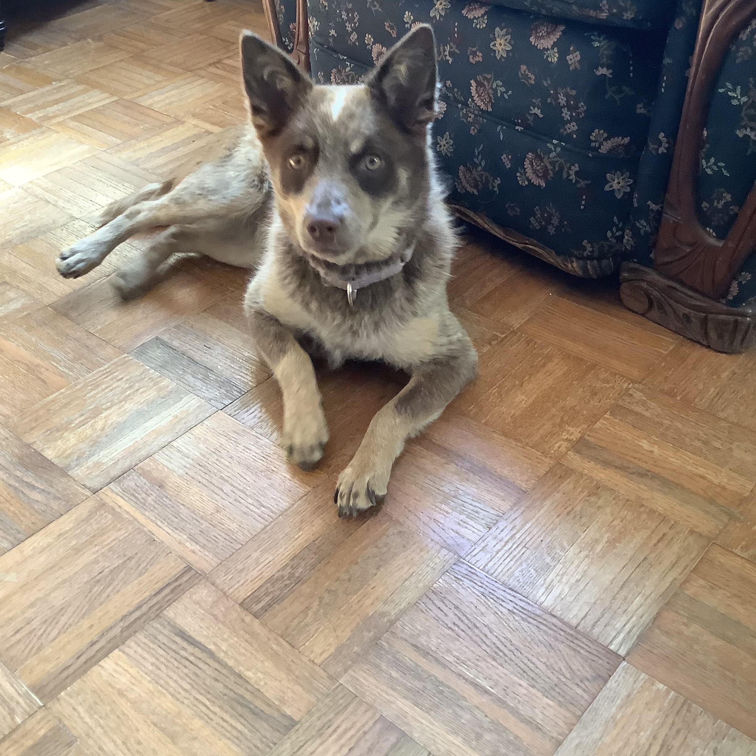 Enlarge Maggie aka Ruby, a ADOPTABLE mixed breed in Union Grove, WI image 2/4