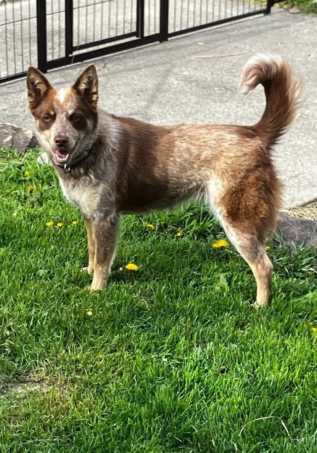 Enlarge Maggie aka Ruby, a ADOPTABLE mixed breed in Union Grove, WI image 4/4