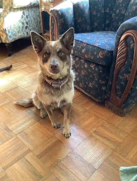 Enlarge Maggie aka Ruby, a ADOPTABLE mixed breed in Union Grove, WI image 3/4