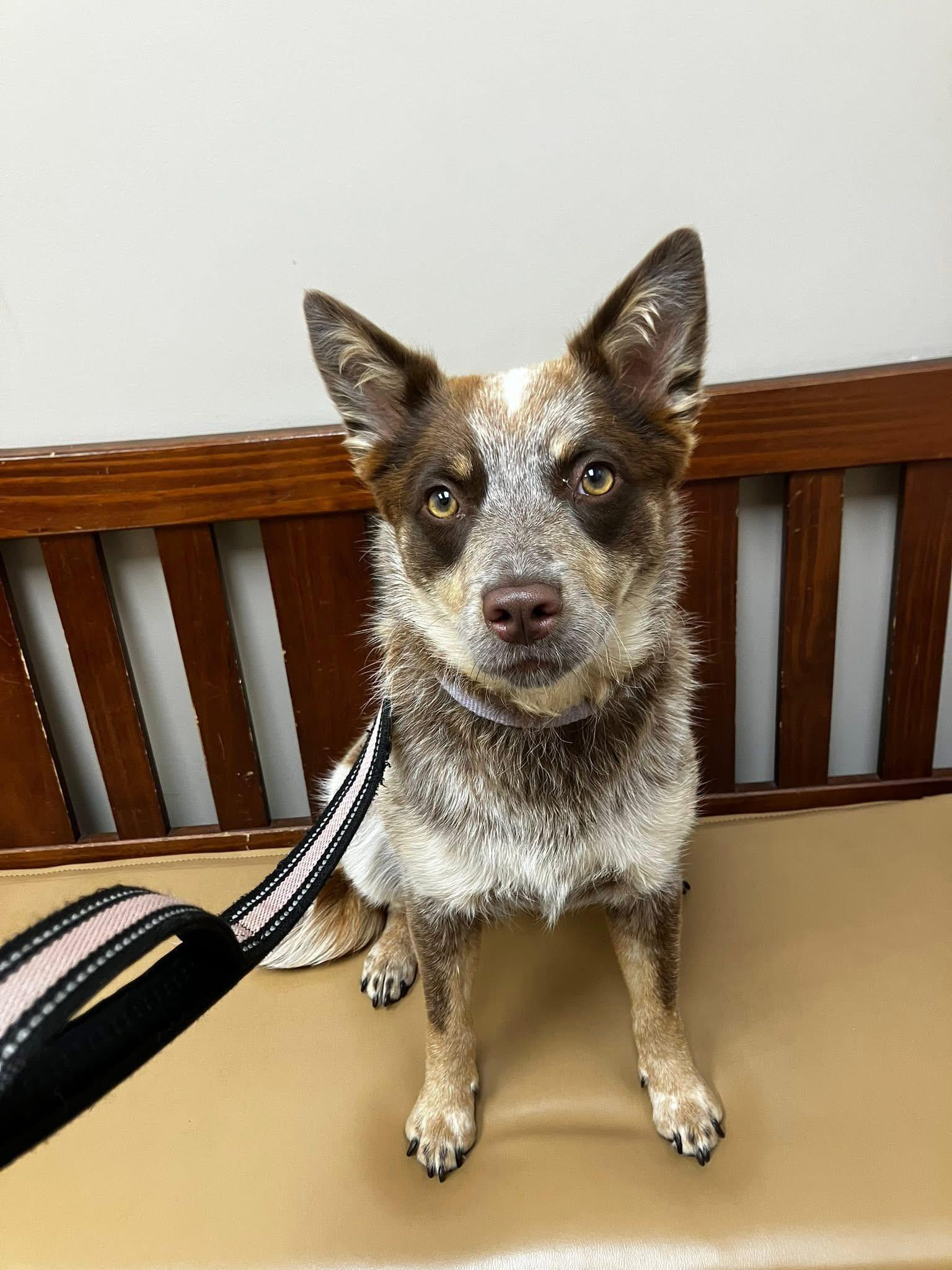 Maggie aka Ruby, ADOPTABLE, Puppy Female Australian Cattle Dog / Blue Heeler.