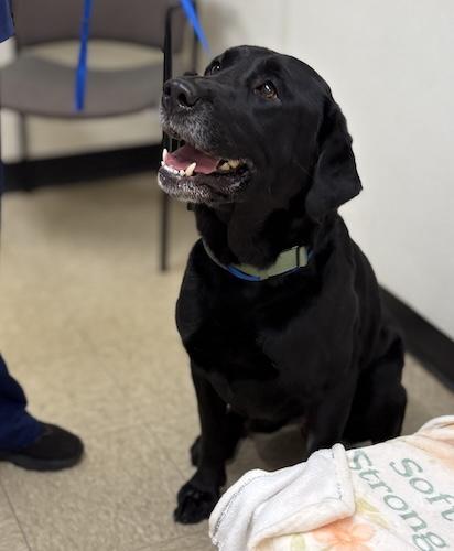 Scoundrel, a ADOPTABLE Black Labrador Retriever in Killingworth, CT image 2/5