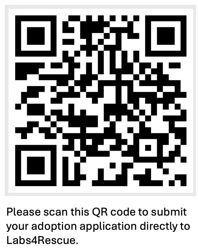 Scoundrel, a ADOPTABLE Black Labrador Retriever in Killingworth, CT image 5/5