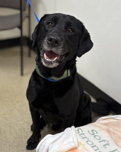 Scoundrel, a ADOPTABLE Black Labrador Retriever in Killingworth, CT image 1/5