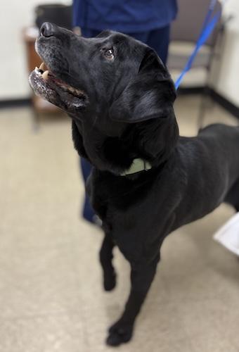 Scoundrel, a ADOPTABLE Black Labrador Retriever in Killingworth, CT image 4/5