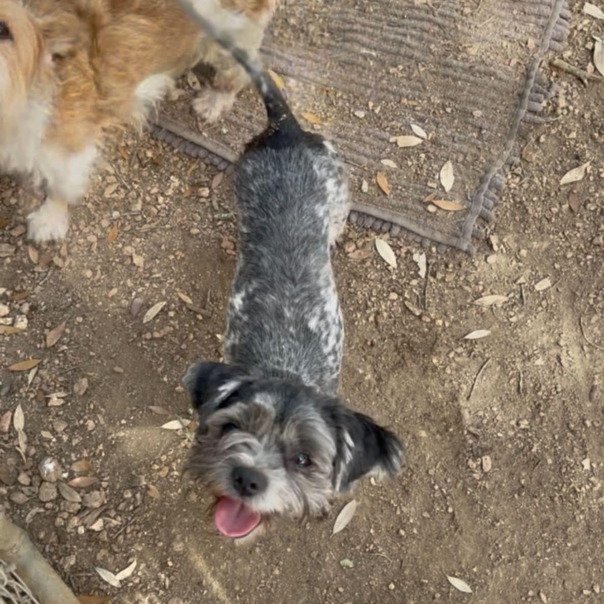 Enlarge Rosie, a Adopted mixed breed in Boulder, CO image 3/6