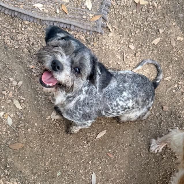 Rosie, Adopted, Young Female Shih Tzu & Poodle.