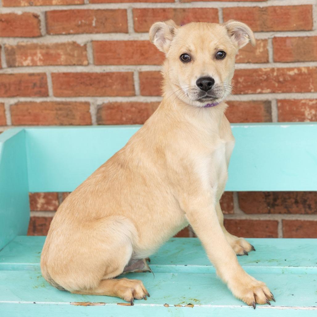 Joey, ADOPTABLE, Puppy Male Mixed Breed.