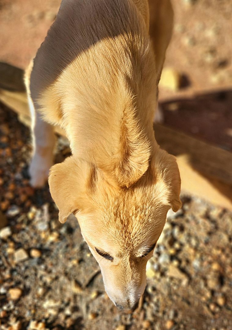 Chloe, a Adopted mixed breed in Landrum, SC image 1/5