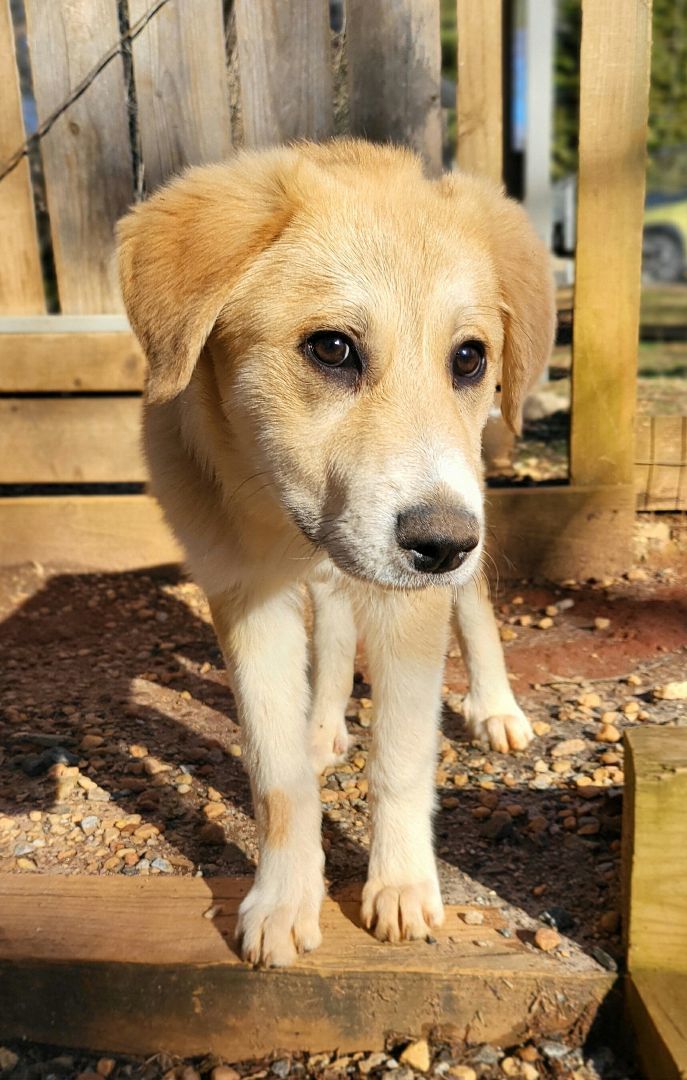 Chloe, a Adopted mixed breed in Landrum, SC image 2/5