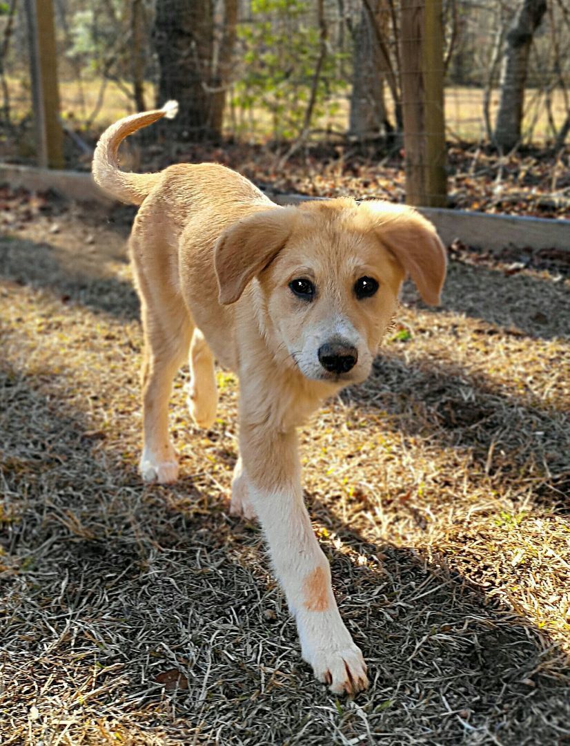 Chloe, a Adopted mixed breed in Landrum, SC image 4/5