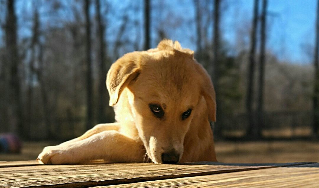 Chloe, a Adopted mixed breed in Landrum, SC image 5/5