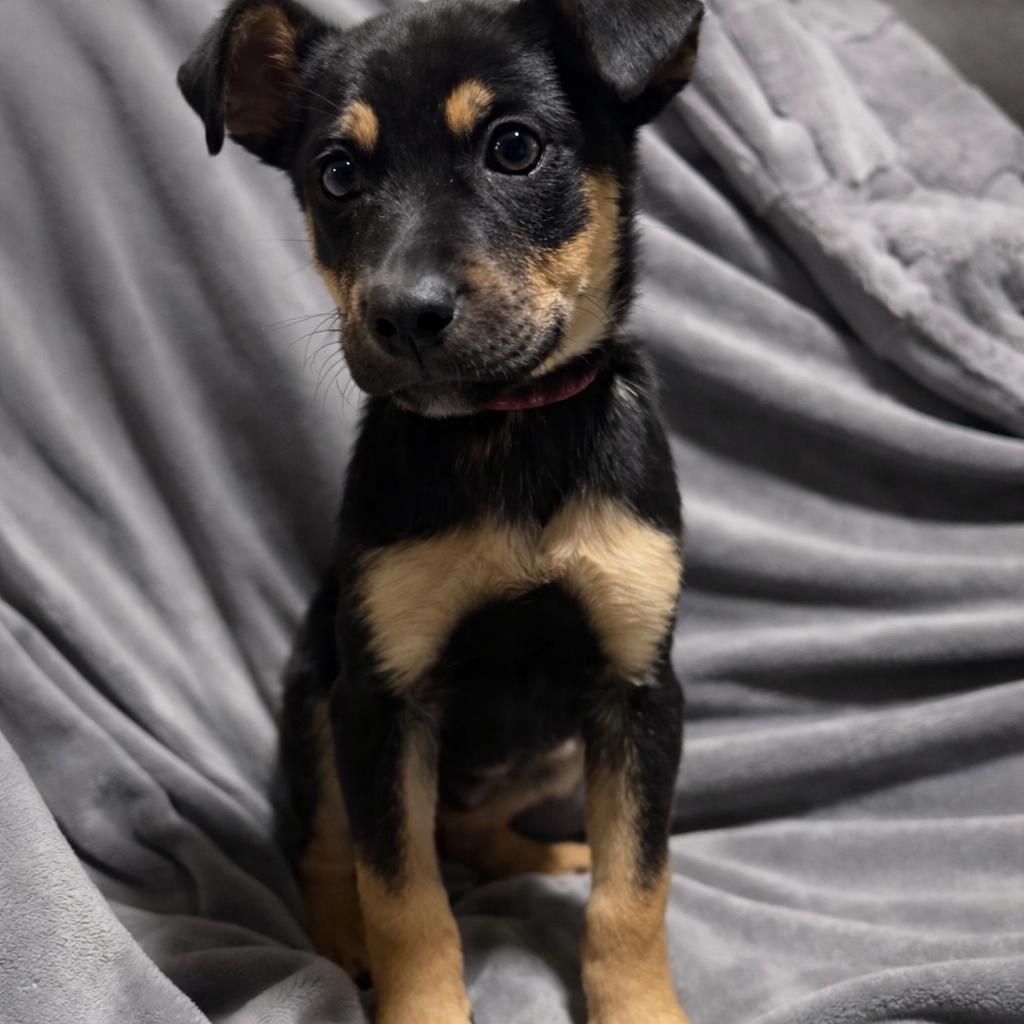 Peach, ADOPTABLE, Puppy Female Mixed Breed.