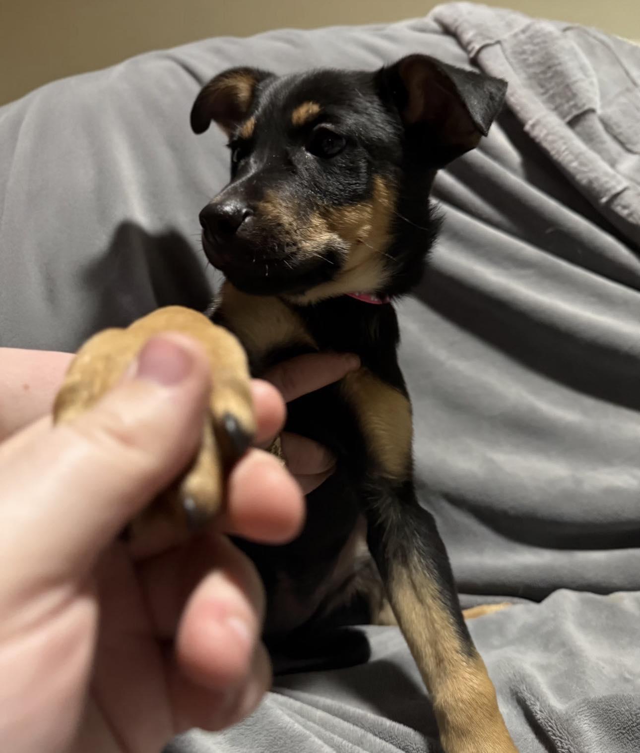 Enlarge Peach, a ADOPTABLE Mixed Breed in Kenosha, WI image 3/6