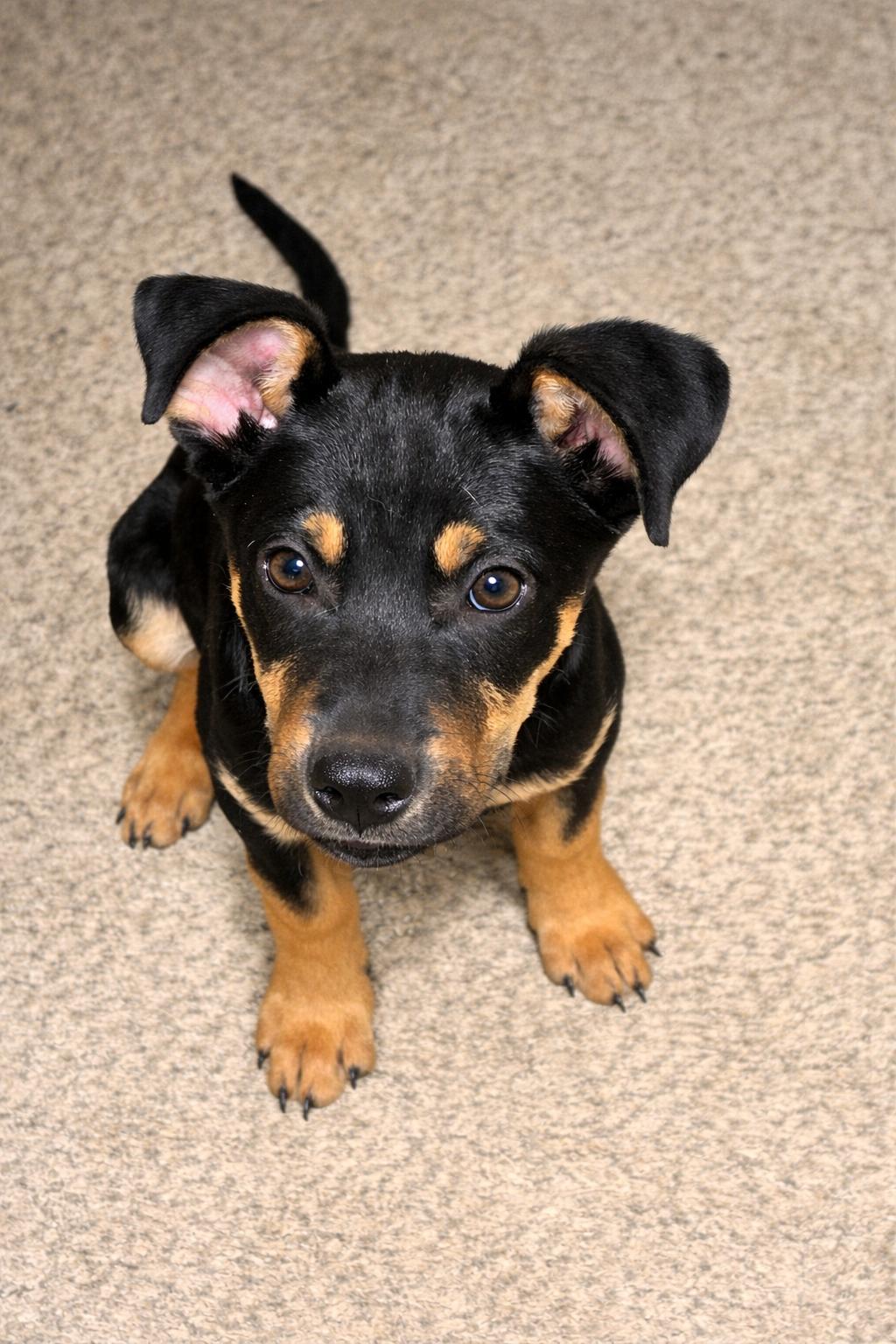 Peach, ADOPTABLE, Puppy Female Mixed Breed.