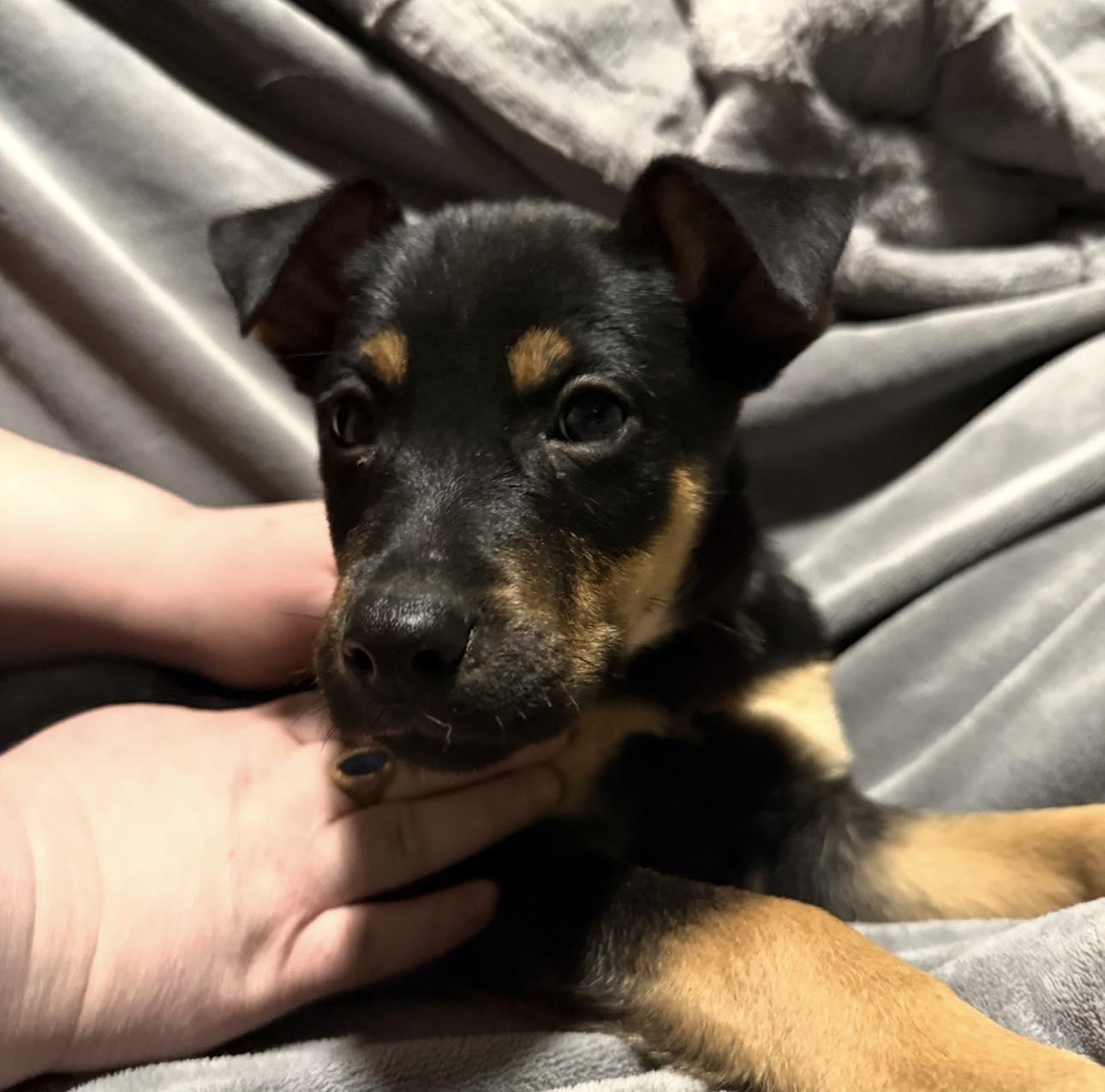 Enlarge Peach, a ADOPTABLE Mixed Breed in Kenosha, WI image 5/6