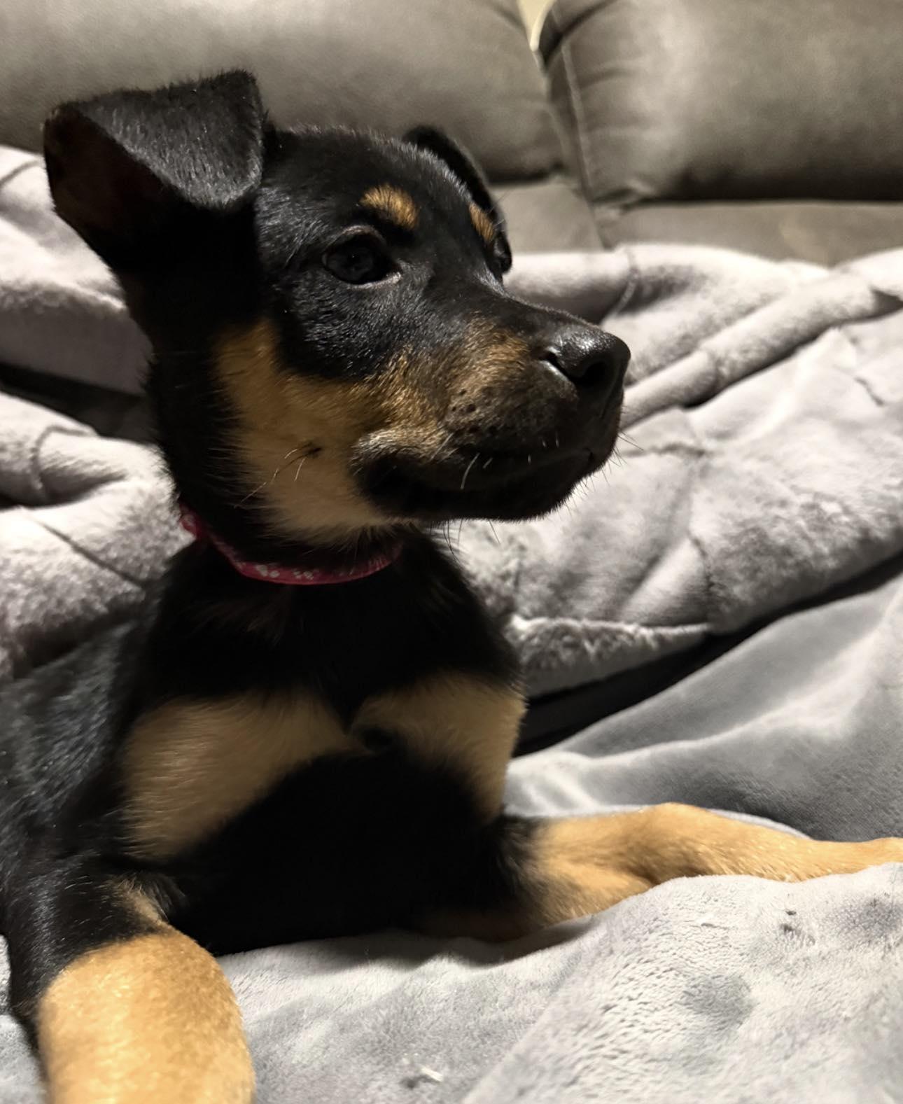 Enlarge Peach, a ADOPTABLE Mixed Breed in Kenosha, WI image 2/6