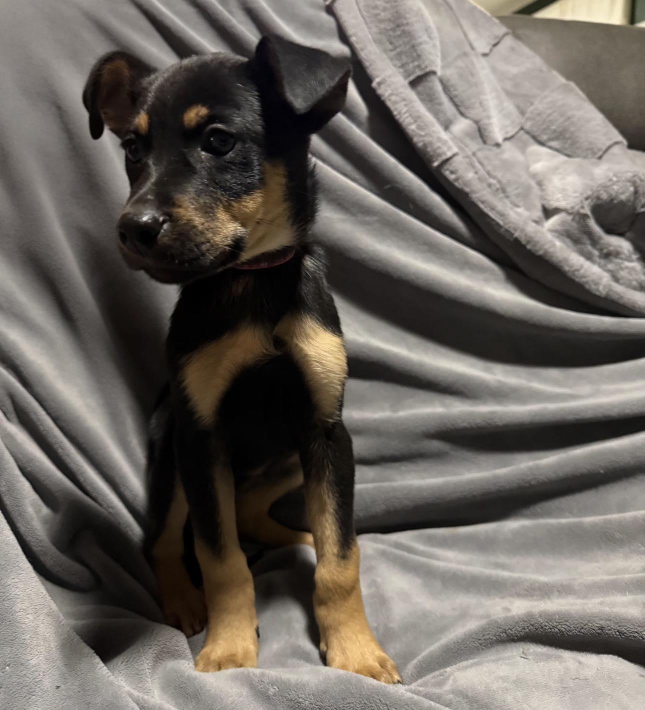 Enlarge Peach, a ADOPTABLE Mixed Breed in Kenosha, WI image 6/6