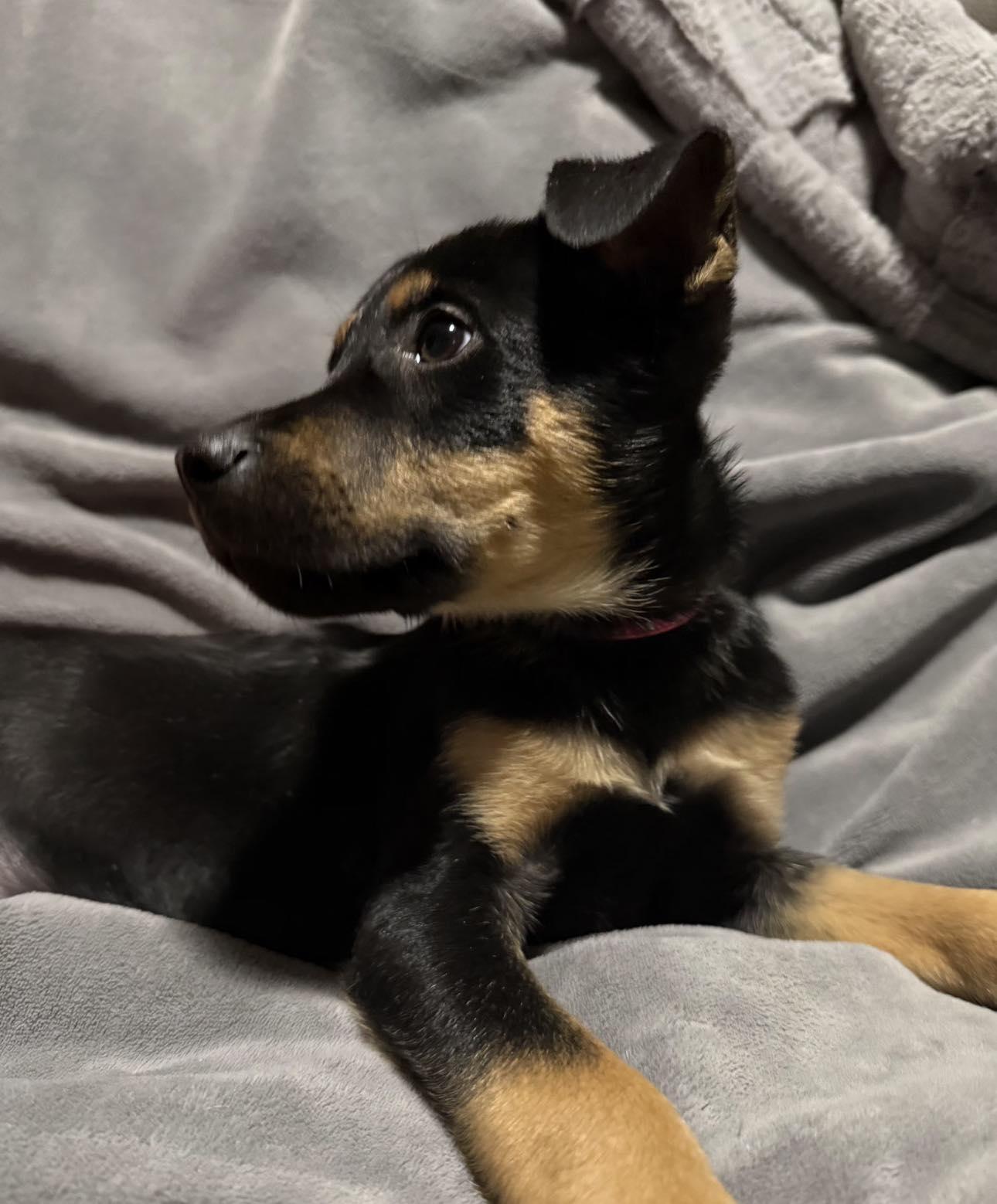 Enlarge Peach, a ADOPTABLE Mixed Breed in Kenosha, WI image 4/6