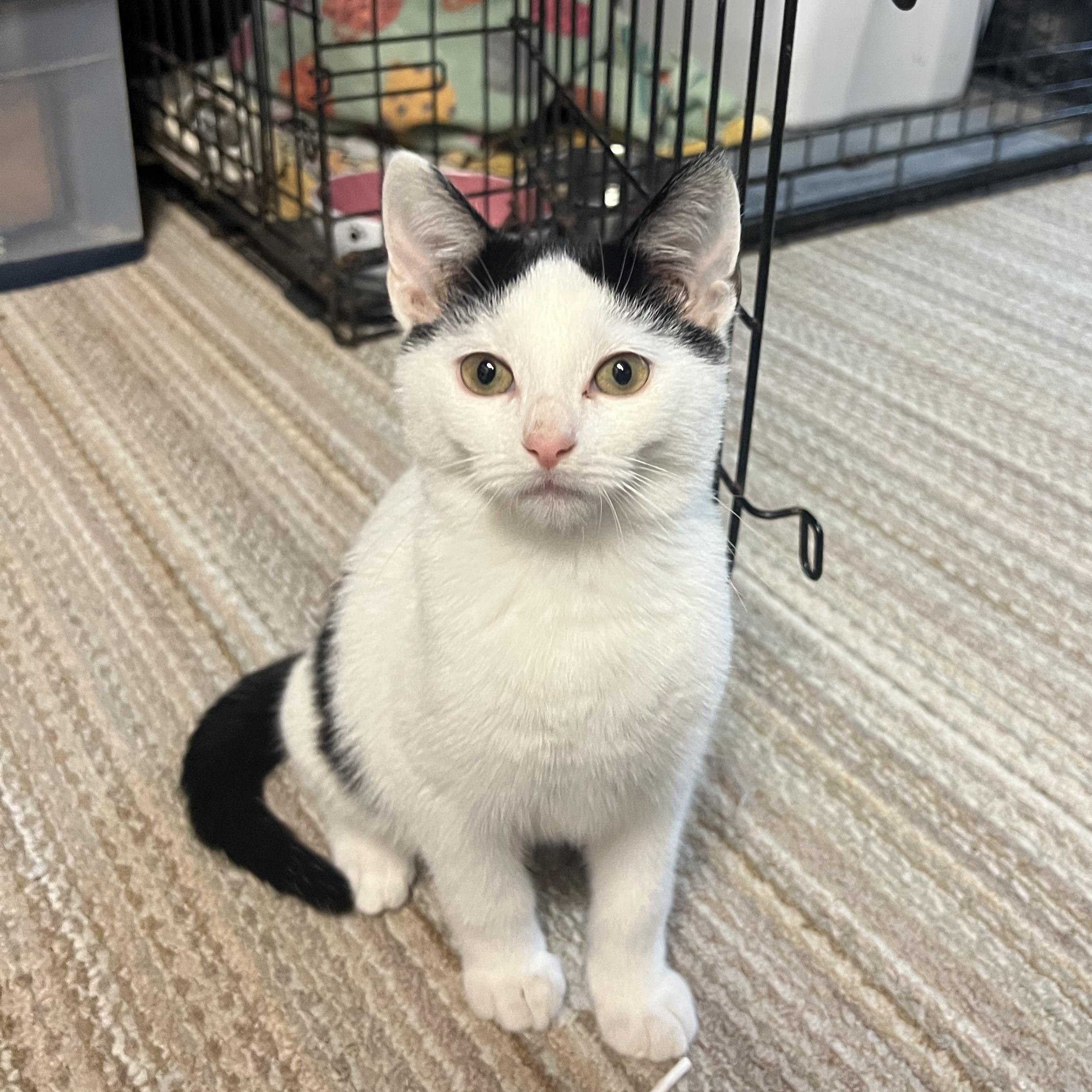 Enlarge Salem, a ADOPTABLE Domestic Short Hair in Howell, MI image 1/3