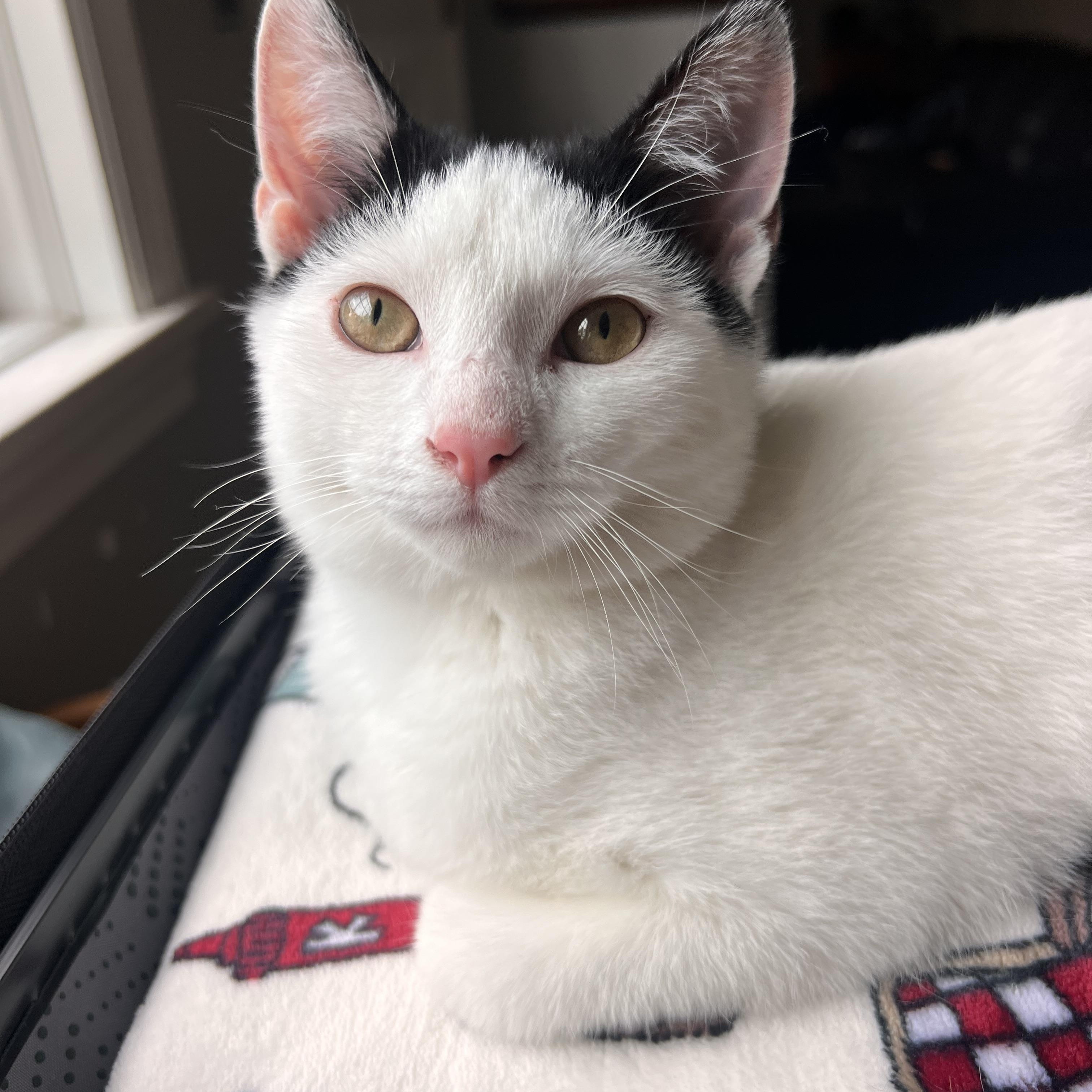 Enlarge Salem, a ADOPTABLE Domestic Short Hair in Howell, MI image 2/3