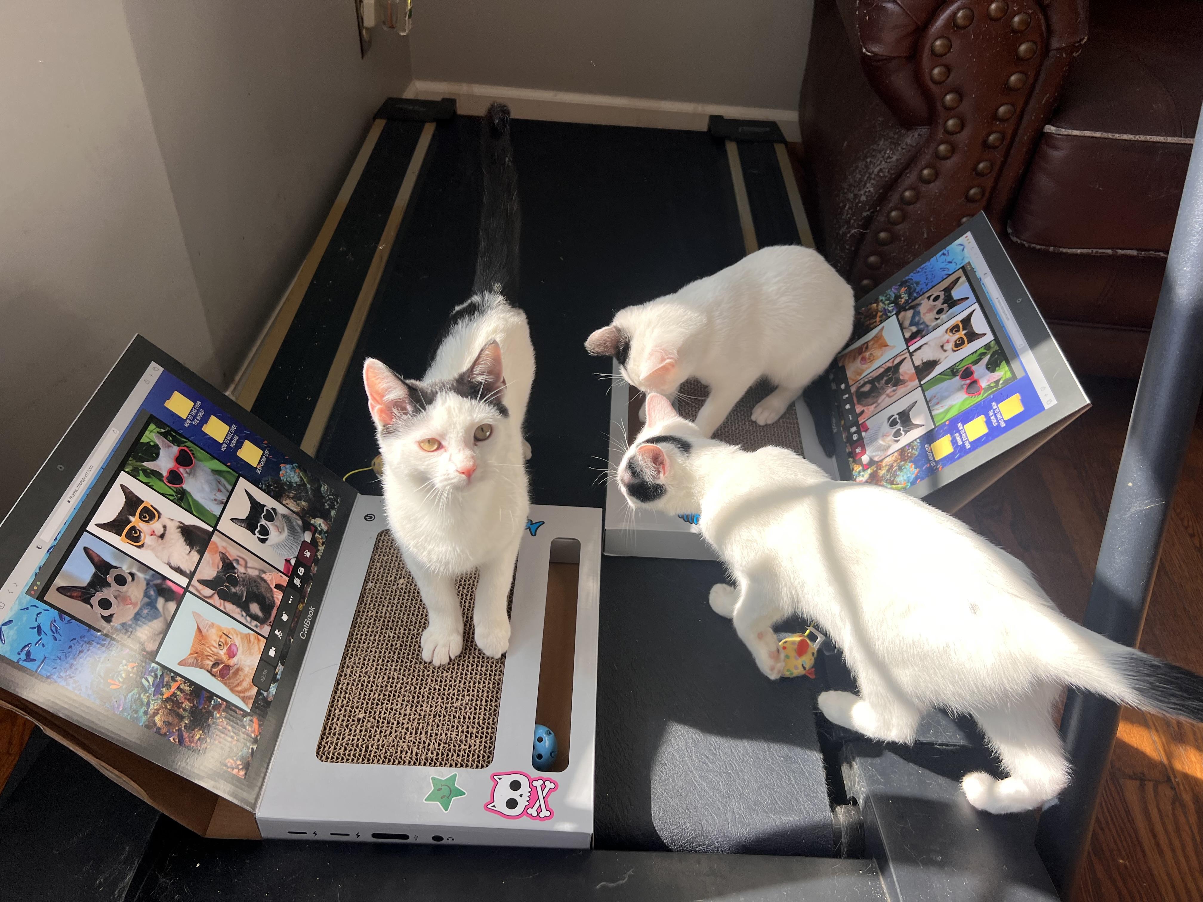 Enlarge Salem, a ADOPTABLE Domestic Short Hair in Howell, MI image 3/3