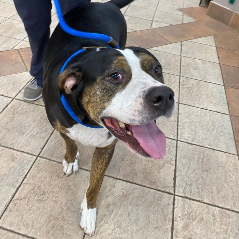 Seven, a Adoptable mixed breed in Houston, TX image 3/5