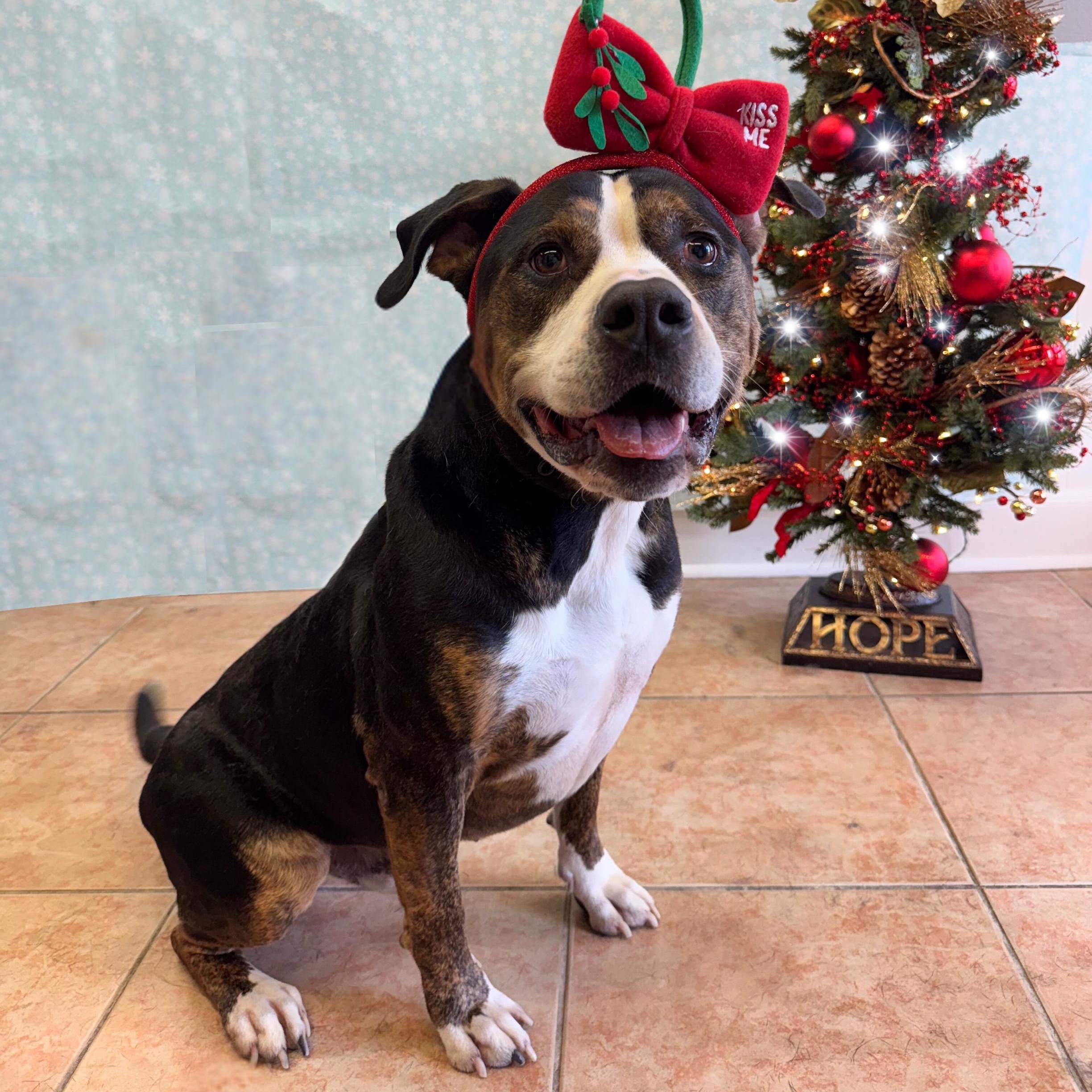 Seven, a Adoptable mixed breed in Houston, TX image 1/5