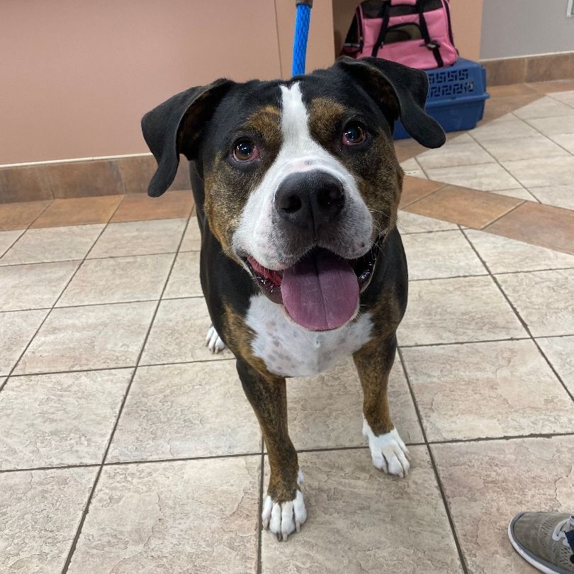 Seven, a Adoptable mixed breed in Houston, TX image 4/5