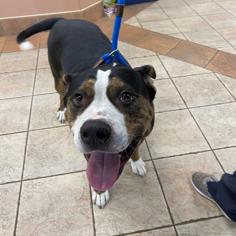 Seven, a Adoptable mixed breed in Houston, TX image 5/5