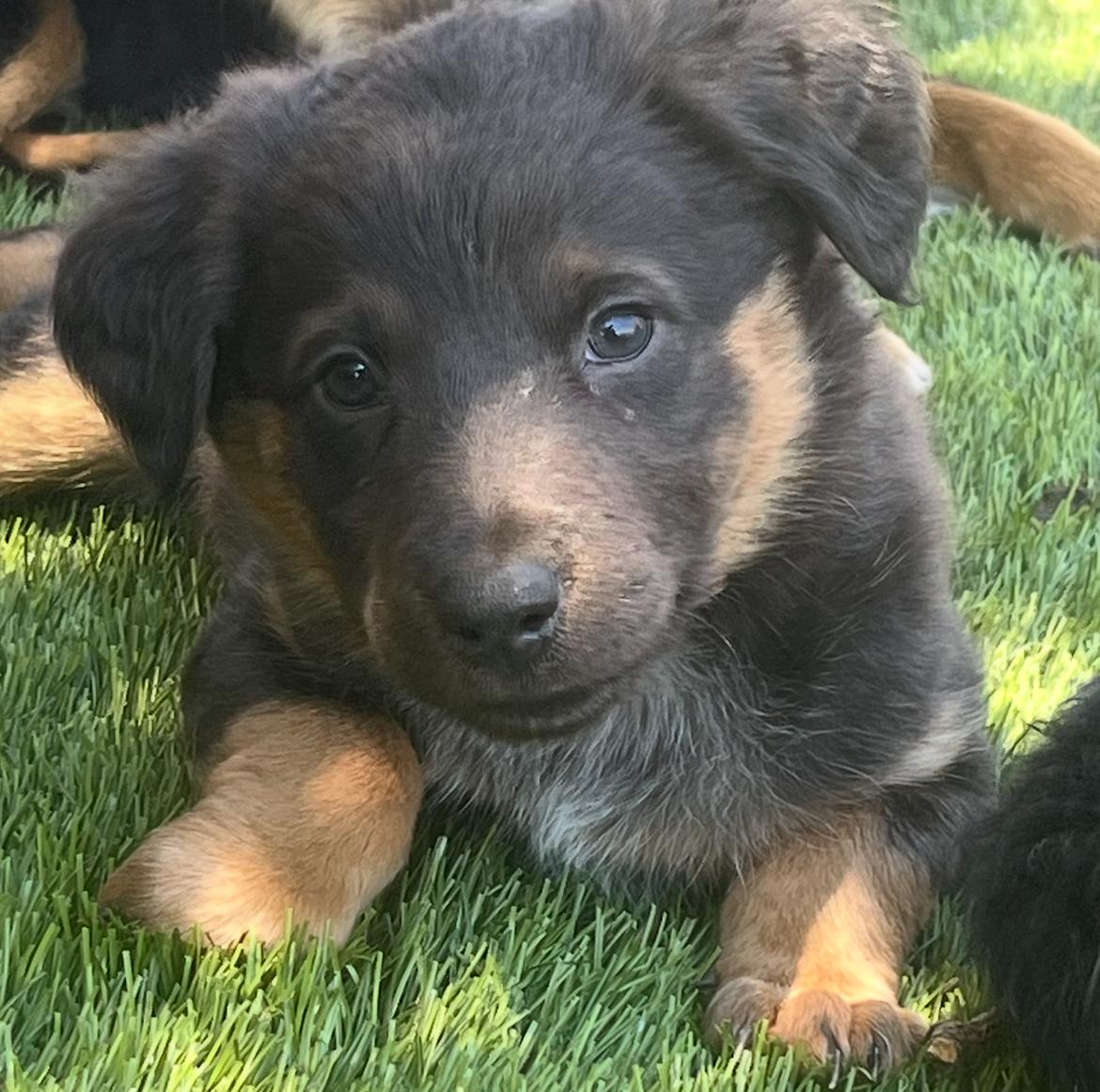 Enlarge Selma, a Adoptable mixed breed in Longmont, CO image 1/1