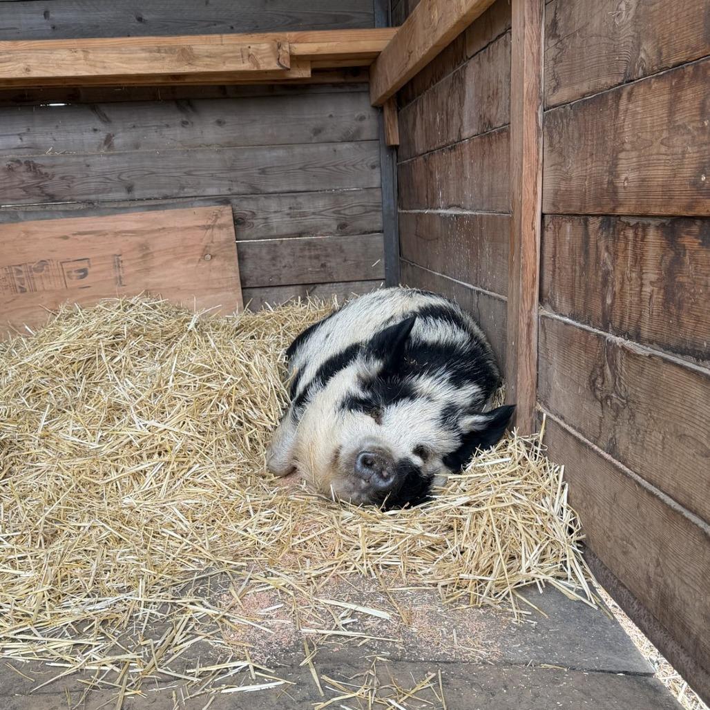 Purdy, Adoptable, Adult Female Pig.