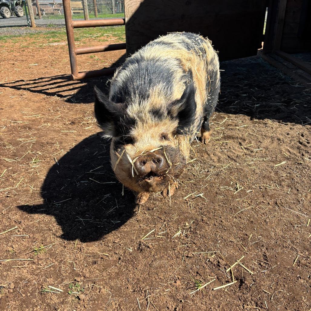 Enlarge Purdy, a Adoptable Pig in Salem, OR image 2/3