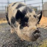 Enlarge Purdy, a Adoptable Pig in Salem, OR image 3/3