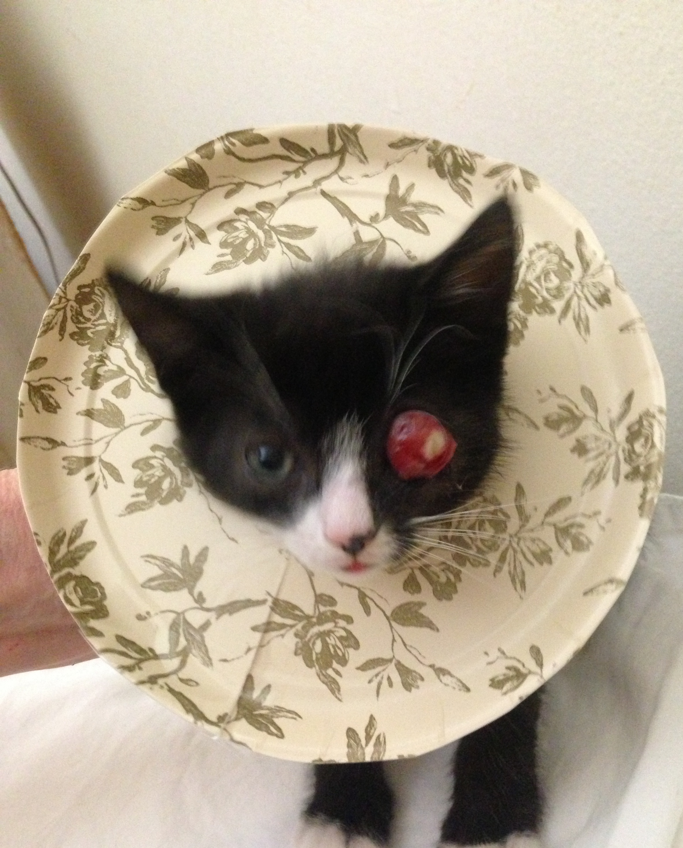 Enlarge Murry, a Adoptable Domestic Short Hair in New York, NY image 5/5