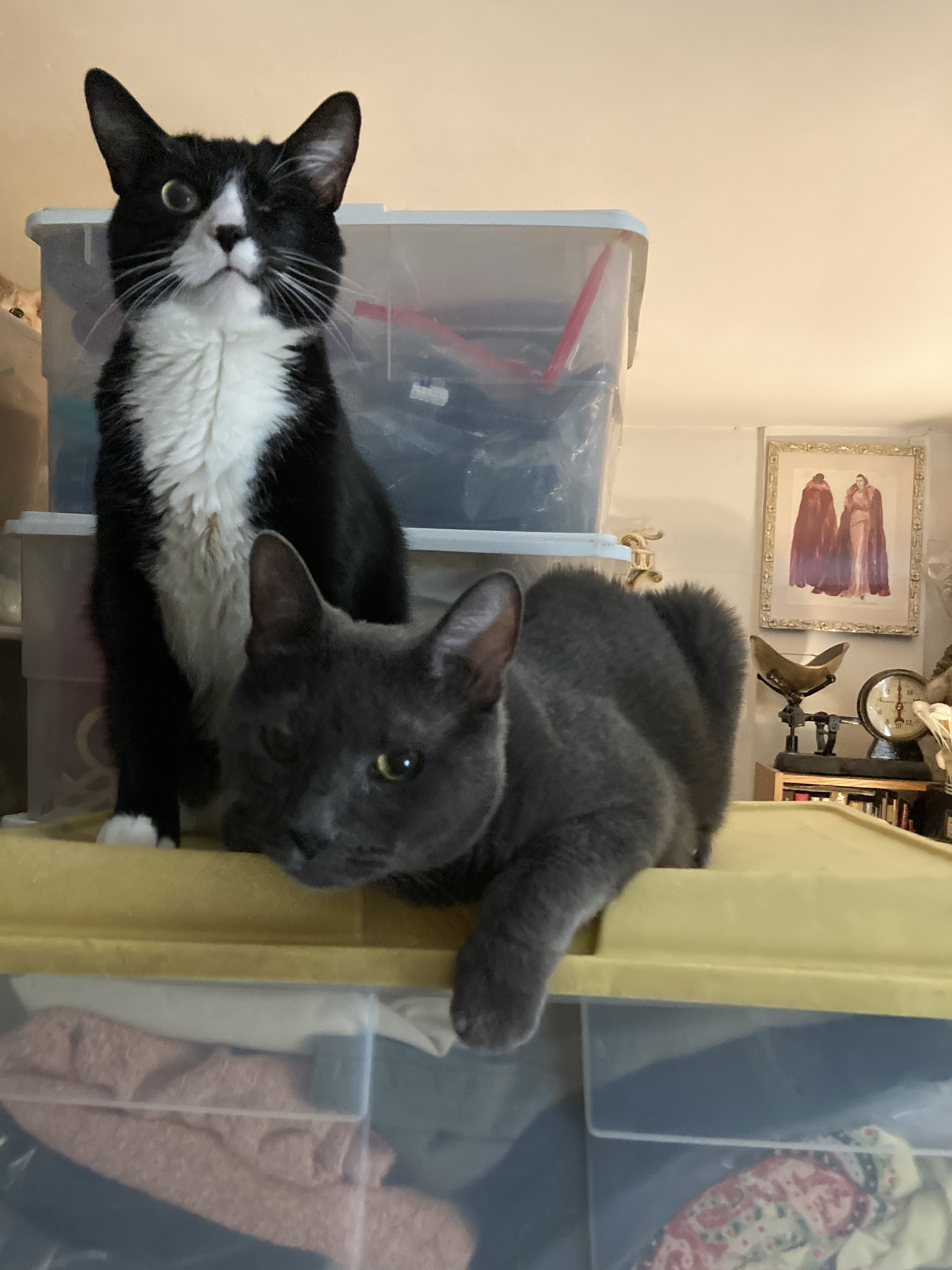 Enlarge Murry, a Adoptable Domestic Short Hair in New York, NY image 2/5